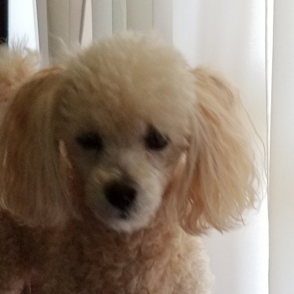 Meet your Posher, Linda